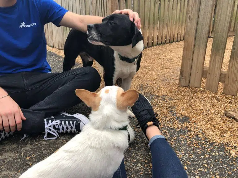 Intern petting a shelter dog